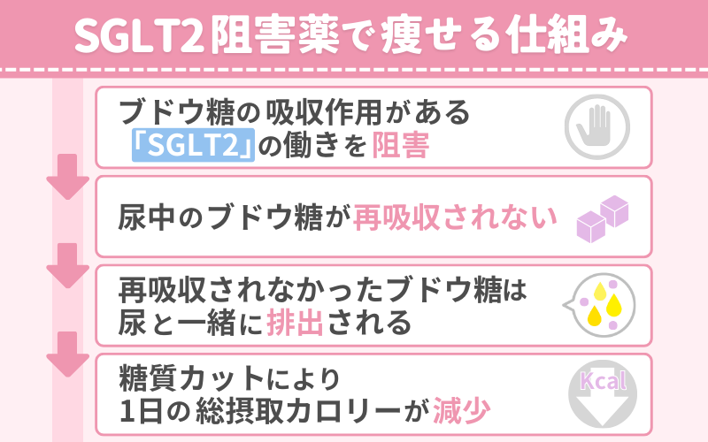 SGLT2阻害薬（ルセフィ・ジャディアンスなど）：糖の再吸収を阻止する